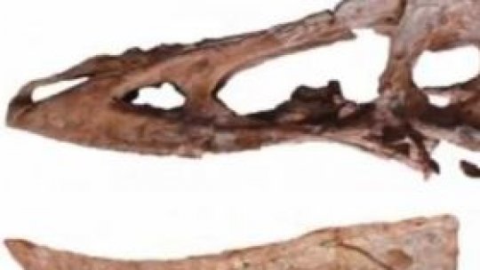 "Pinocchio rex", descoperit în China