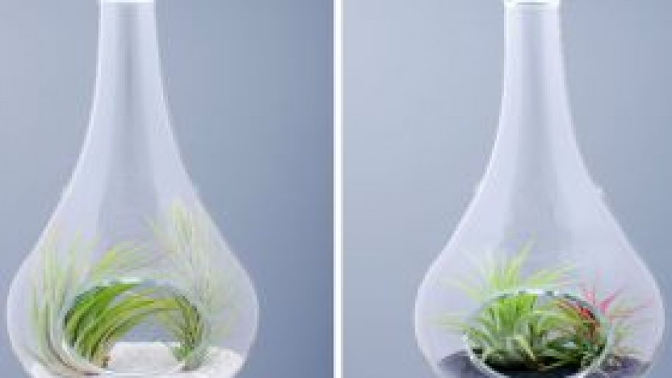 Plantele extraterestre ale Ramonei Bejan