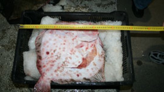 Trei tone de calcan, "transportate ilegal"