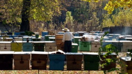 Nou atac al unui roi de albine