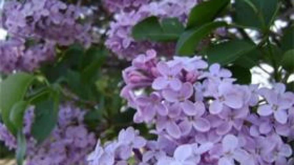 "Sărbătoarea liliacului", la Iaşi