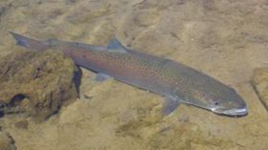 Lostriţa "exportată" în Caraş-Severin şi Olt