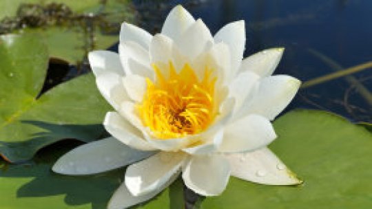 Nufărul termal nu a mai apărut. Află de ce.