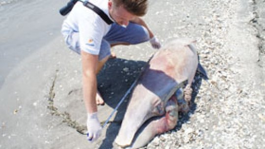 Delfini eşuaţi pe litoralul românesc