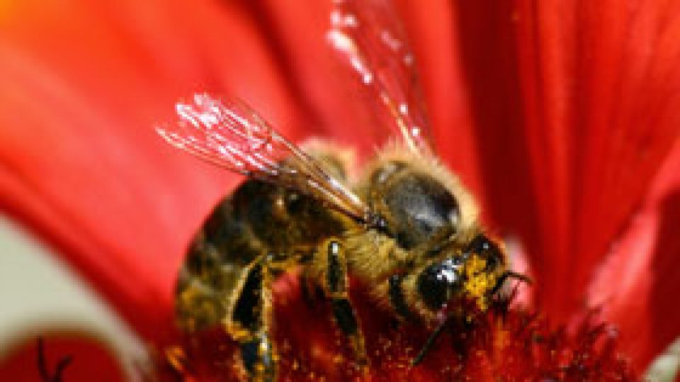 Mii de familii de albine au murit în Sălaj
