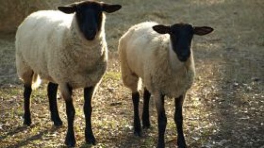 Traseu din Munţii Retezat, închis din cauza unor oi moarte