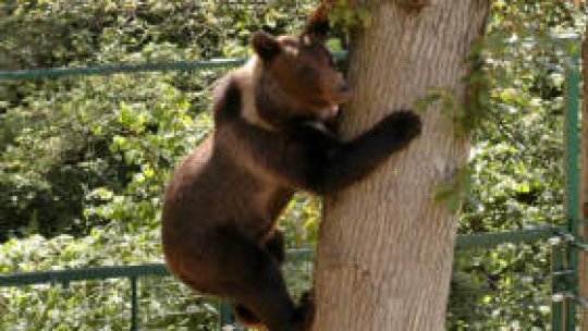 Ursul iubitor de grătare și-a găsit, în sfârșit, casă(FOTO)