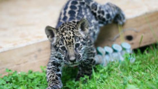 Prietenie între un pui de jaguar și o cățelușă (FOTO)