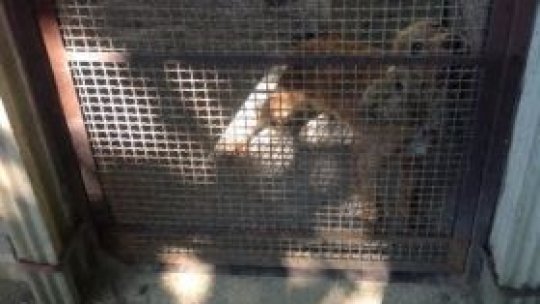 "O mângâiere a unui câine este o vorbă bună a unui prieten"