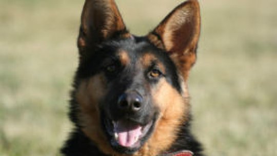 Mara, căţeluşa salvatoare (FOTO)