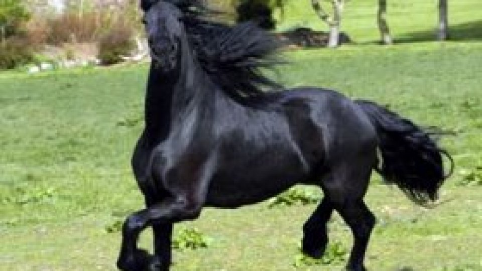 Terapie cu cai pentru copiii cu deficienţe