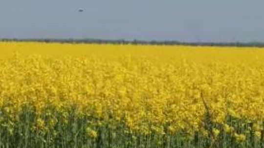 O importantă parte din culturi " este compromisă"