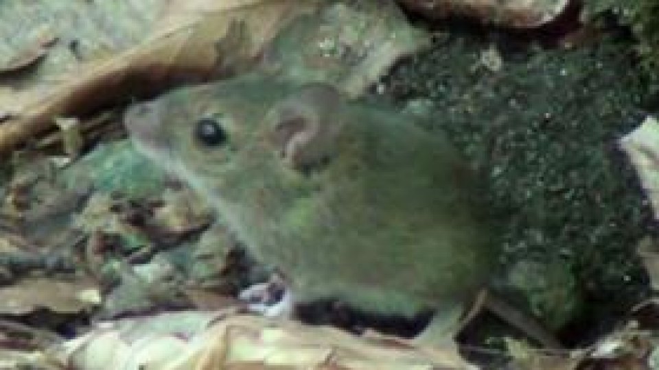 Culturile agricole din Sălaj, atacate de şoarecii de câmp