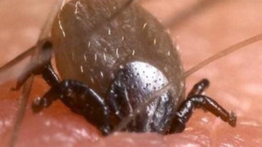 Un gălăţean, diagnosticat cu lyme