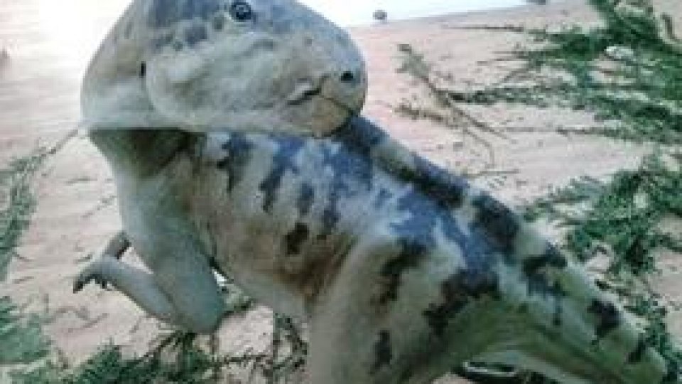 Numărul dinozaurilor din Geoparcul Tării Haţegului, în creştere