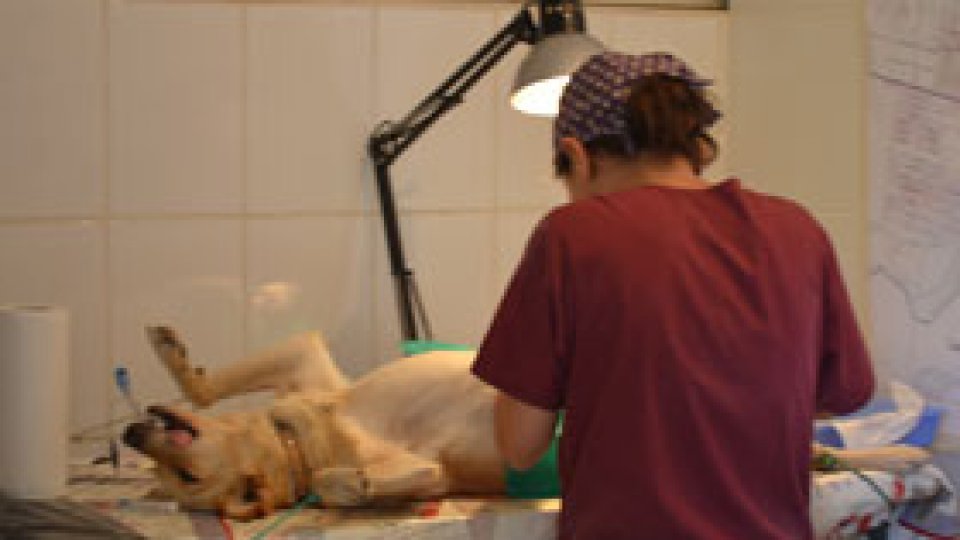 Campanie de sterilizare gratuită, la Mangalia