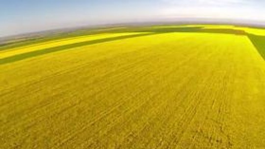 România a înregistrat o producţie record de rapiţă şi ovăz