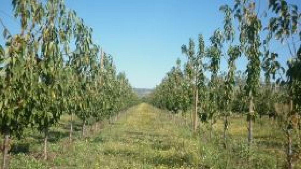 Buzăul va avea "o livadă unică"