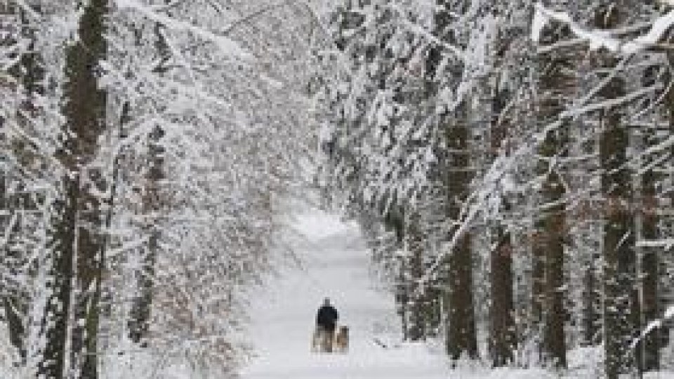 UNESCO a început omologarea pădurilor virgine din Caraş-Severin