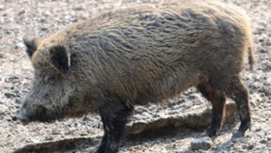 Porcii mistreți distrug terenuri agricole din Botoşani