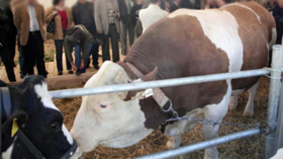 Cele mai multe cazuri a bolii limbii albastre, în judeţul Buzău
