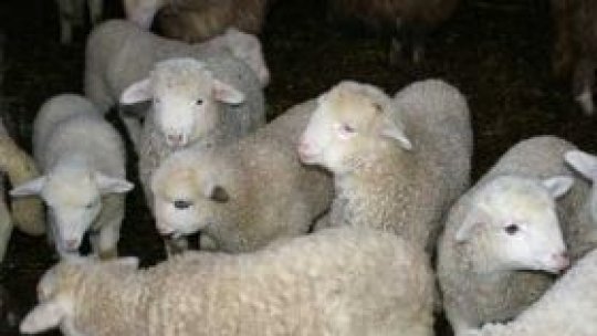 Iordania interzice importurile de ovine şi bovine din România