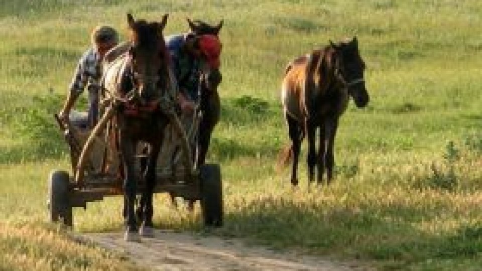 În Botoșani, numărul căruţelor,aproape egal cu al autoturismelor