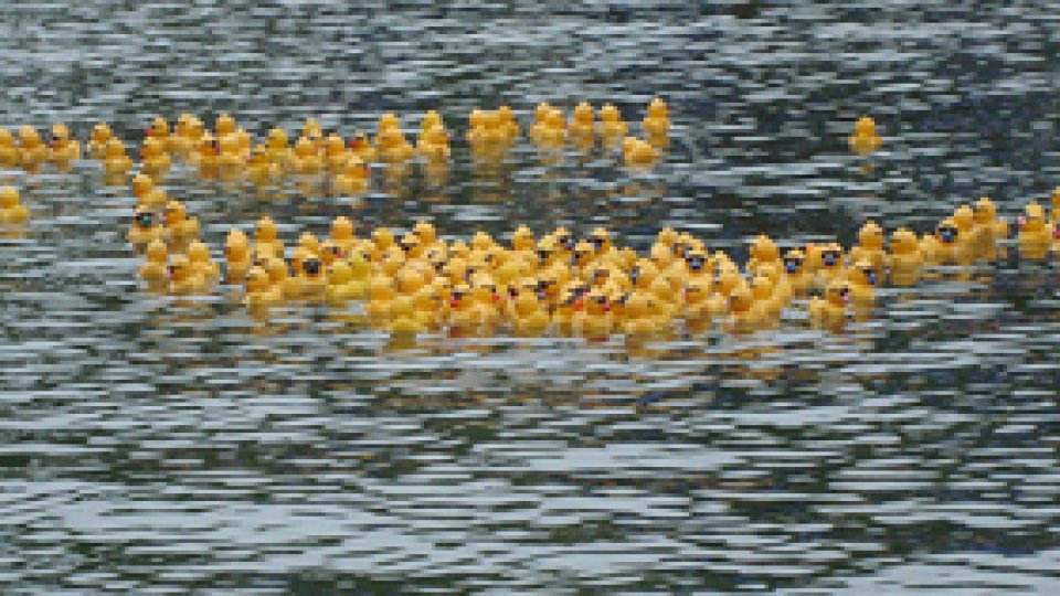 5000 de răţuşte, pe râul Bega