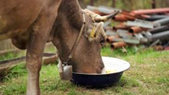 Boala limbii albastre, confirmată în judeţul Olt