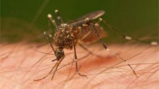 Alertă de West Nile în Focşani