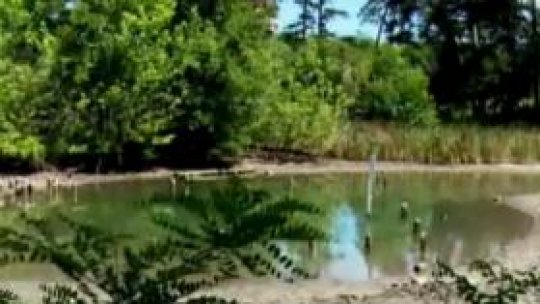 Hidrogeologii încearcă salvarea rezervaţiei "Lacul cu nuferi"