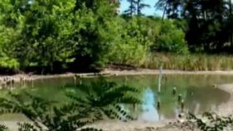 Hidrogeologii încearcă salvarea rezervaţiei "Lacul cu nuferi"
