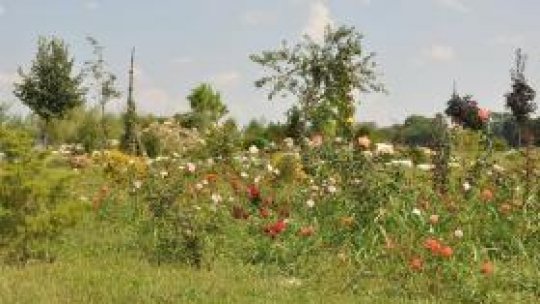 Campania "Daţi un leu pentru grădină" începe la Ploieşti