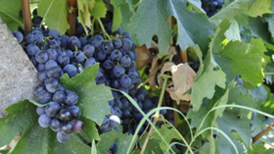 Producţia viticolă, "mai mică cu 25%"