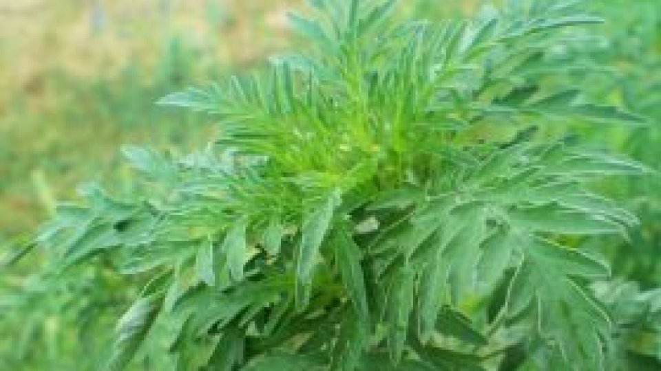 Ambrozia, combătută cu ajutorul BOR în Satu Mare