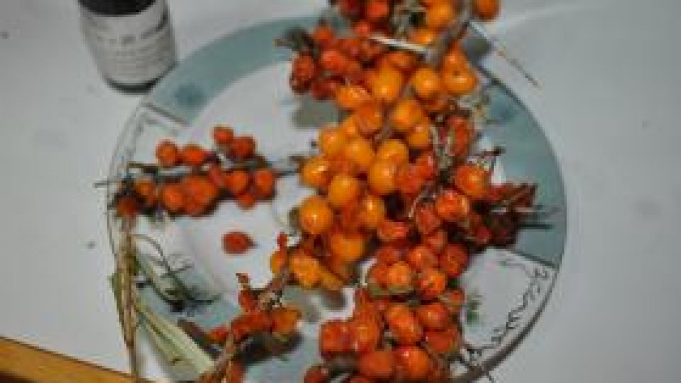 Povești de succes - uleiul de cătină produs în Bistrița