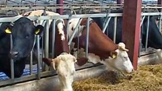 "Doar iarna" mai poate scăpa animalele de boala limbii albastre