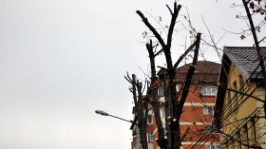 Primăria Galaţi, amendată pentru tăierea ilegală a copacilor