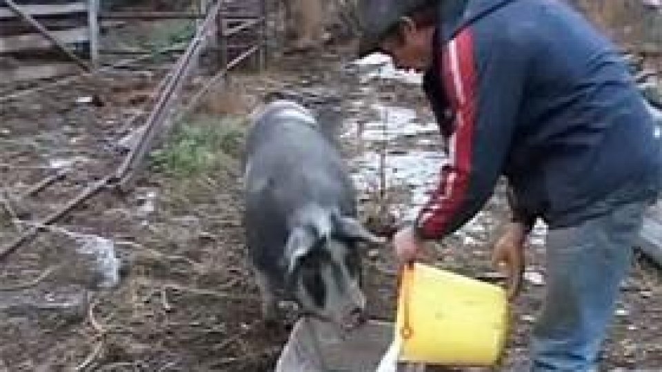Porcii din Bihor, hrăniţi cu lapte