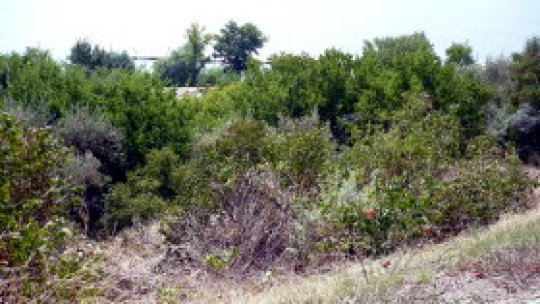 REPORTERII RADIO ROMÂNIA