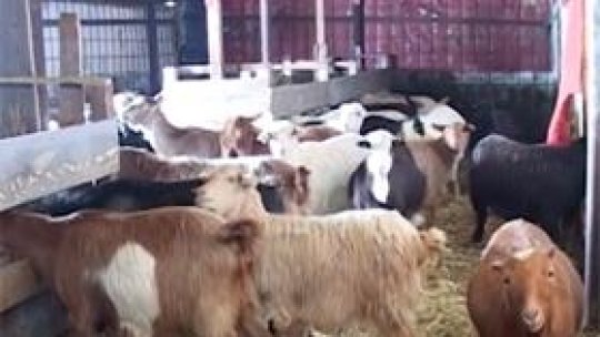 Boala "limbii albastre" confirmată și în județul Giurgiu