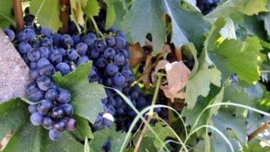 REPORTERII RADIO ROMÂNIA