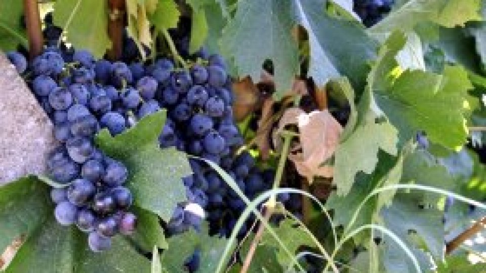 REPORTERII RADIO ROMÂNIA