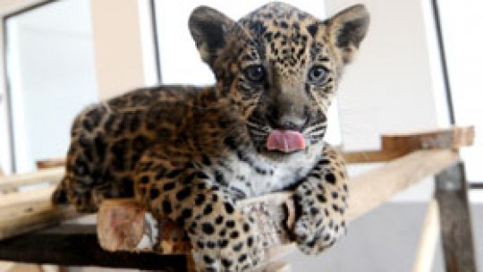 Pui de jaguar de la Zoo Sibiu, adoptat de o cățelușă