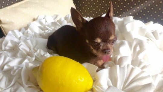 Cel mai mic căţel din lume, hrănit cu pipeta