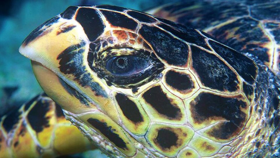 Broasca biofluorescentă - mitică dar reală