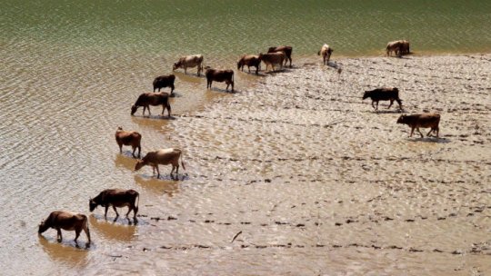 Ministerul Agriculturii, pichetat de crescătorii de bovine