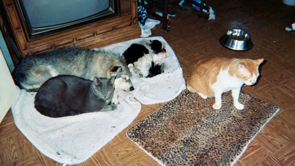 Cățelușa Ginny, declarată ”Pisica anului”