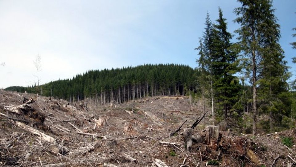 România, în atenţia organizaţii internaţionale de mediu
