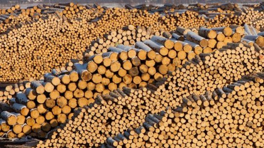 În România ultimilor zece ani, "50% din lemn a fost tăiat ilegal"